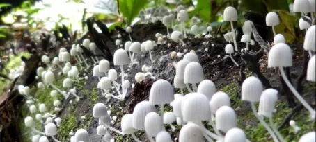 Mushrooms of the Amazon