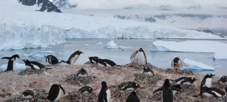 Penguin Hangout