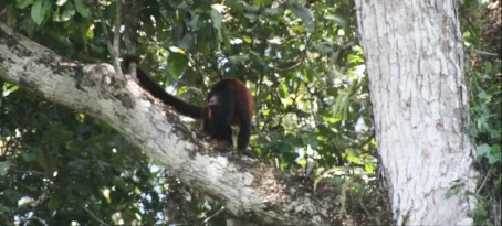 Howler monkey in Manu