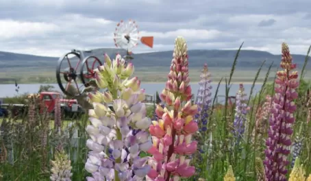 Beautiful flowers of Patagonia