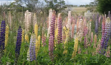 Giant lupine in Patagonia