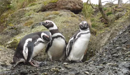 Penguins of Gable Island