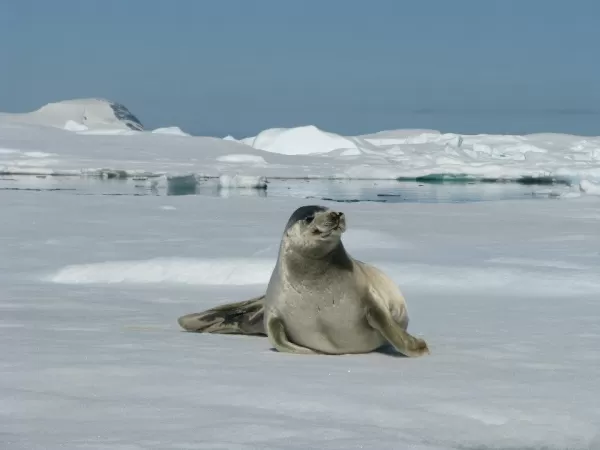 Weddell Seal