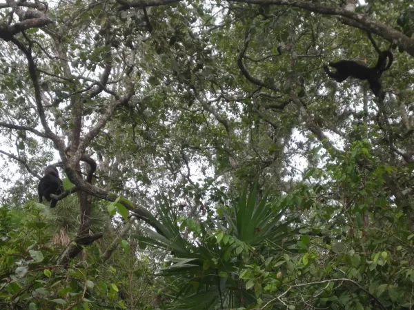 Howler monkeys at the Belize Zoo