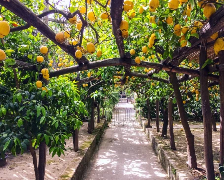 Lemon grove at Sorrento, Italy
