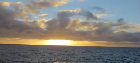 Sea birds and the setting sun
