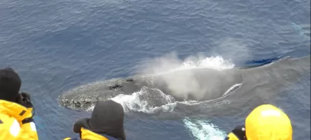 One humpback whale