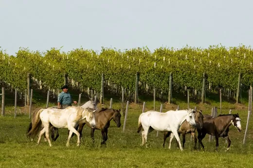 Discover the agricultural activities of the estancia