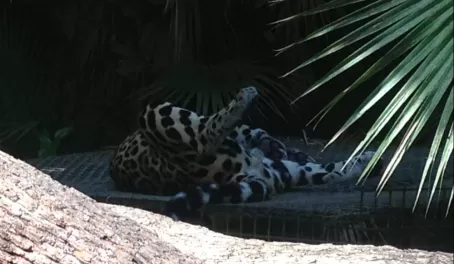 Sleeping jaguar at the Belize zoo