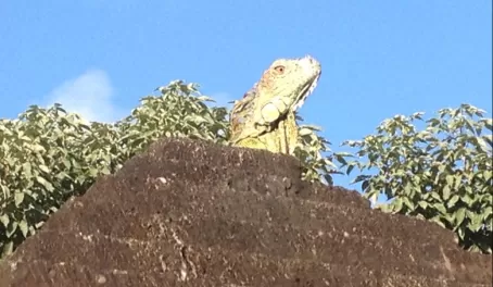 Iguana on top of our roof