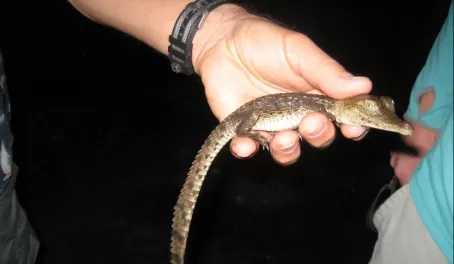 A baby crocodile on our night hike at Turneffe!