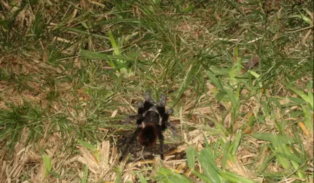 A tarantula on our night hike at Turneffe Flats. YIKES!