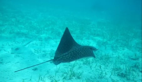 Spotted Eagle Ray below us while snorkeling at Turneffe