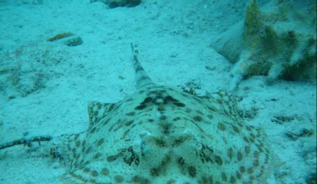 Yellow spotted sting ray