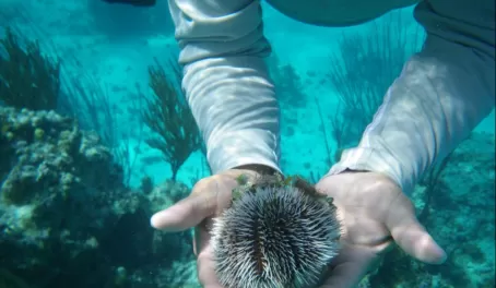 Sea urchin!