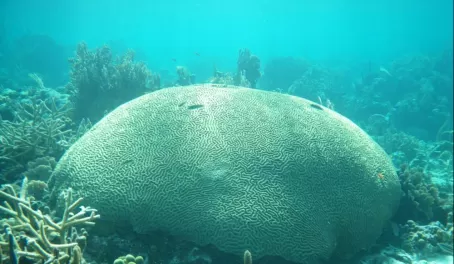 HUGE brain coral at Turneffe