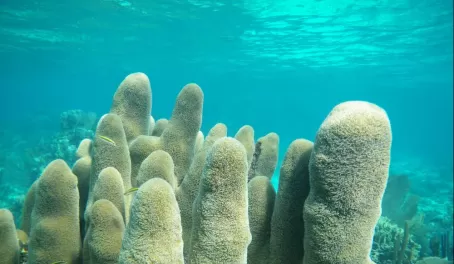 Amazing how many types of coral we saw at Turneffe