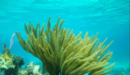 We saw amazing coral while snorkeling