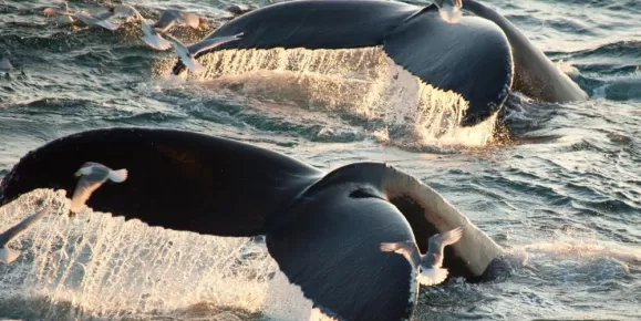 Surfacing Humpback Whales