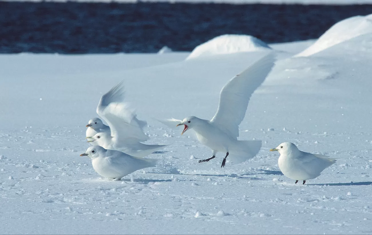 Ivory Gulls on the pristine snow