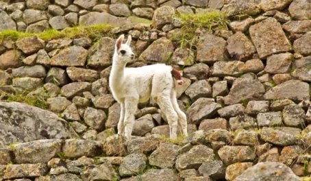 Young llama at Macchu Pichu
