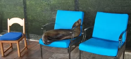 A seal naps on the deck of Adventura Lodge