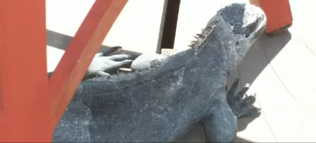 Marine Iguana on the deck Adventura Lodge