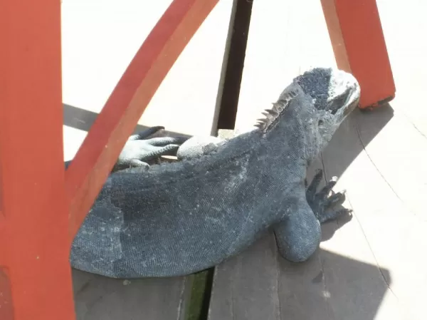 Marine Iguana on the deck Adventura Lodge
