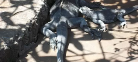 Marine Iguanas Bask in the Sun - Adventura Lodge