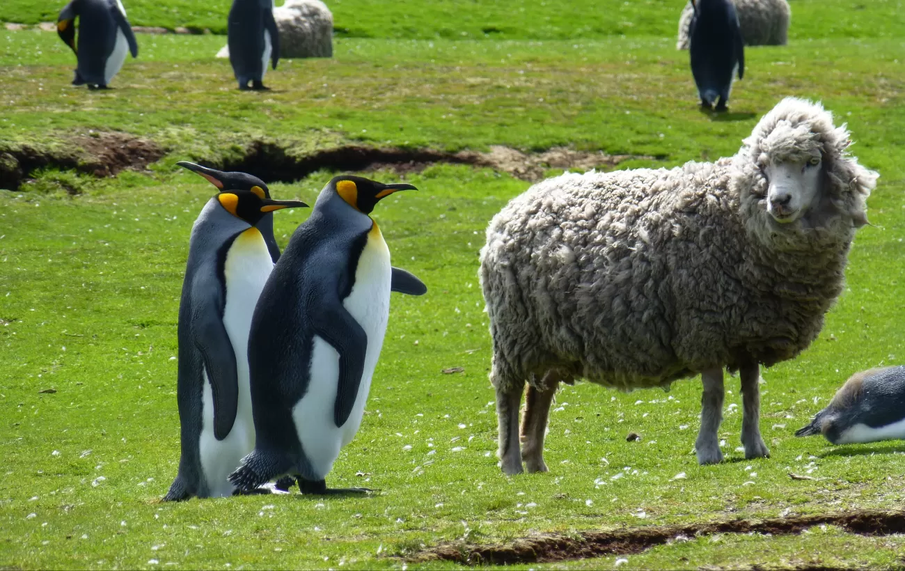 Wild King Penguins and domestic sheep coexist in the Falkland Islands 