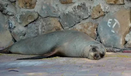 Sea Lion napping in the Galapagos