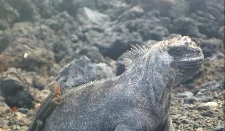 lizard piggybacking on iguana