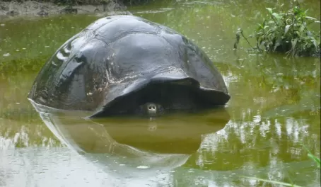 tortoise hiding in the mirk