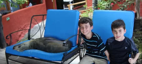 Seal relaxing in a chair. 