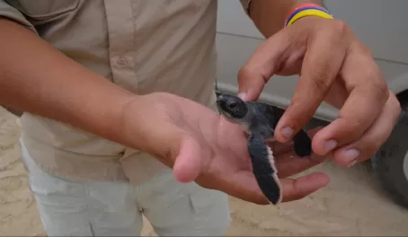 Baby sea turtle, Isabela Island