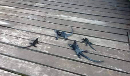 Iguanas on the terrace, Red Mangrove, Santa Cruz Island