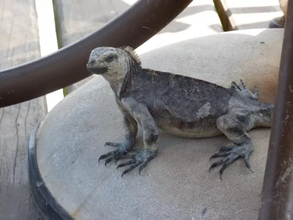 Iguana on the terrace, Red Mangrove Resort, Santa Cruz Islan
