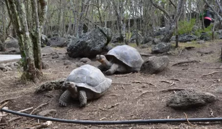 Galapagos tortoises, Peace Asylum, Floreana highlands