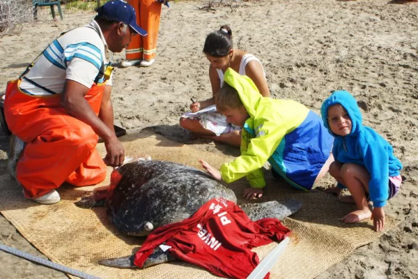 Sea turtle research and conservation work in Baja