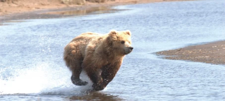 A bear sprints across the landscape