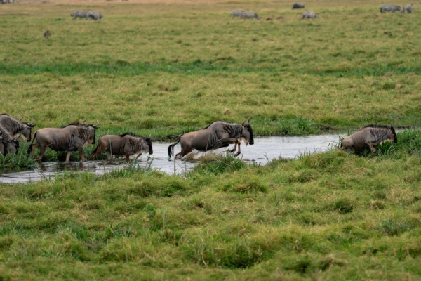 Safari experience in Kenya