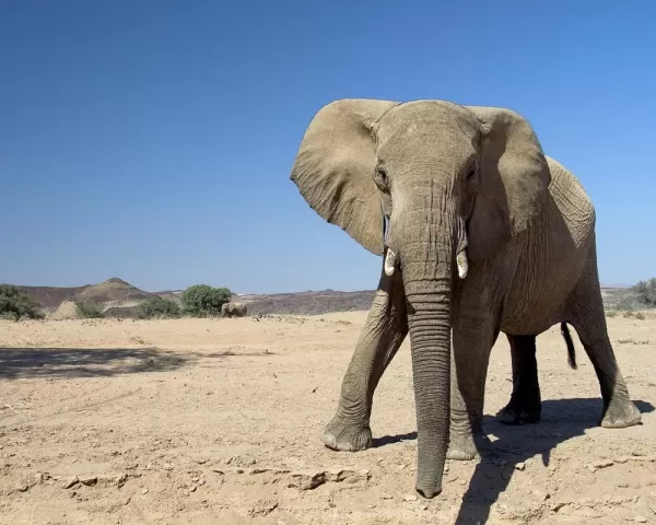 An elephant in Africa up close