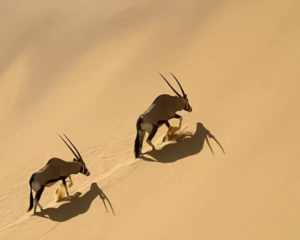 A couple gemsbok make their way up a sand dune.