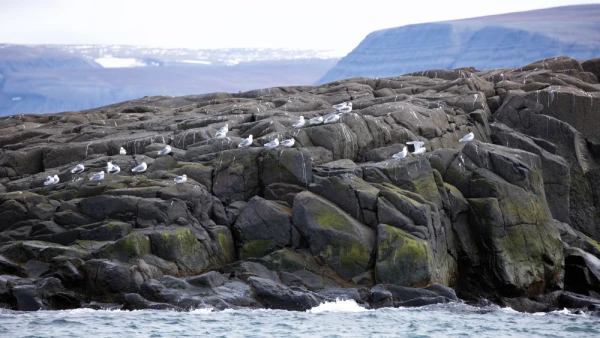 A flock of nesting seabirds resting on a rugged, dark rocky cliffside along the cold Arctic waters