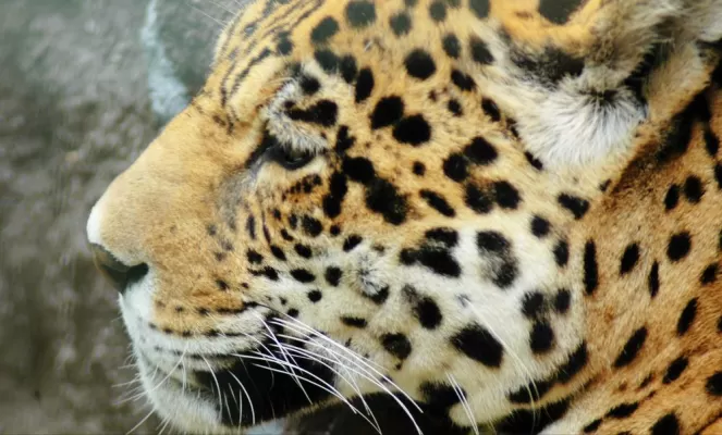 Have the chance to see a rare jaguar on your Amazon cruise