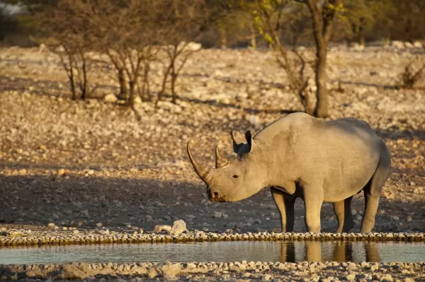 Rhino in Namibia 