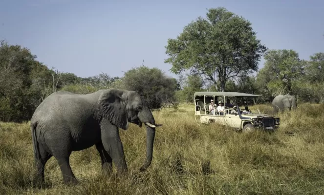 Enjoy viewing elephants on your African safari.