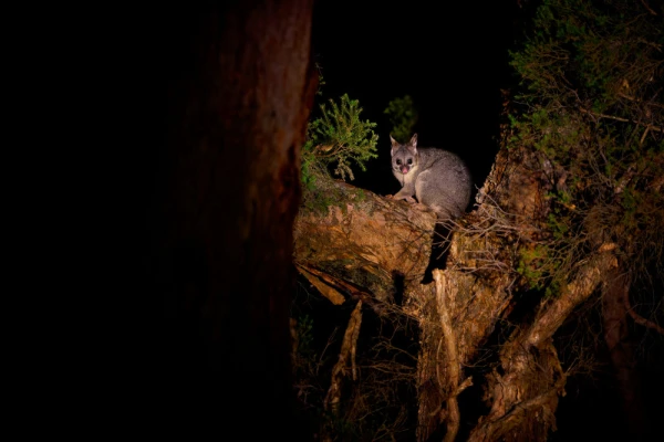 Common Brush-tailed Possum - Trichosurus vulpecula -nocturnal, semi-arboreal marsupial of Australia