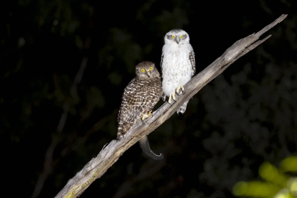 Powerful Owl, Sydney, New South Wales, Australia