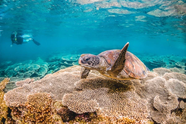 Underwater image of a green sea turtle swimming freely in the wild among beautiful coral reef